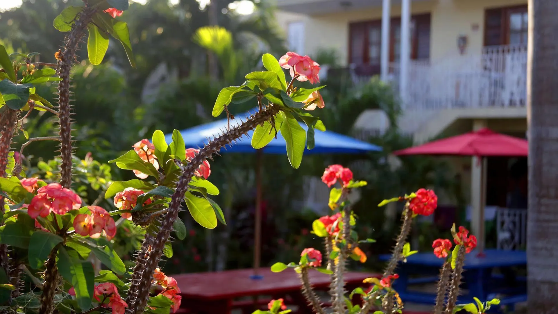 Negril Palms Hotel